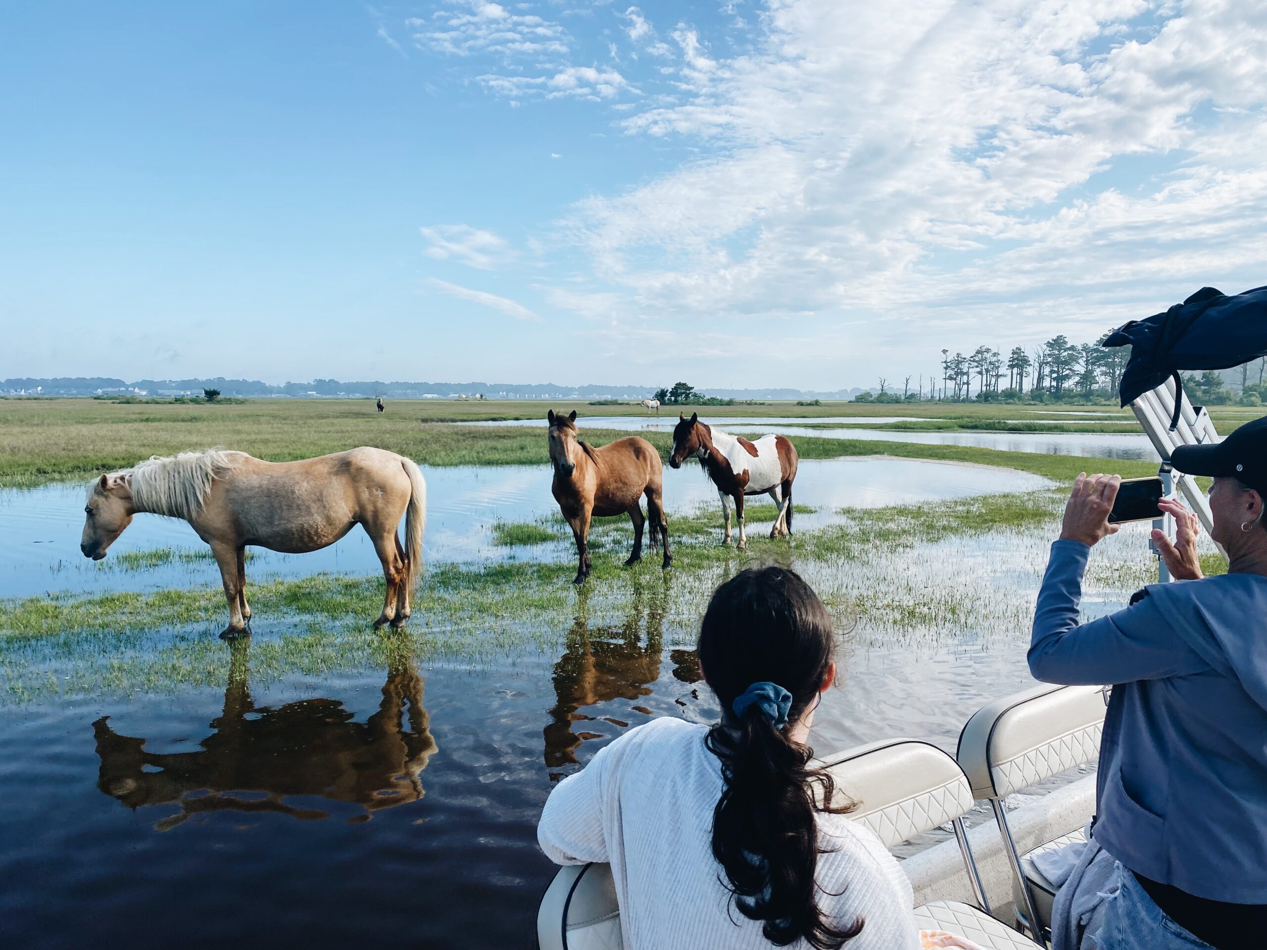 chincoteague pony swim boat tour